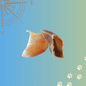 2 sabots de veau sur fond bleu